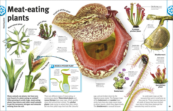 Our World in Pictures: Trees, Leaves, Flowers & Seeds