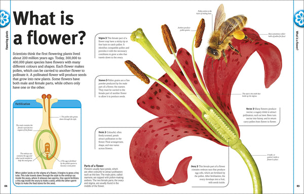 Our World in Pictures: Trees, Leaves, Flowers & Seeds