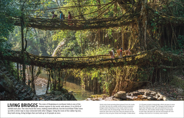 Our World in Pictures: Trees, Leaves, Flowers & Seeds