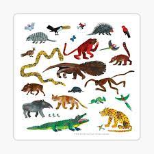 Eric Carle's Book of Amazing Animals